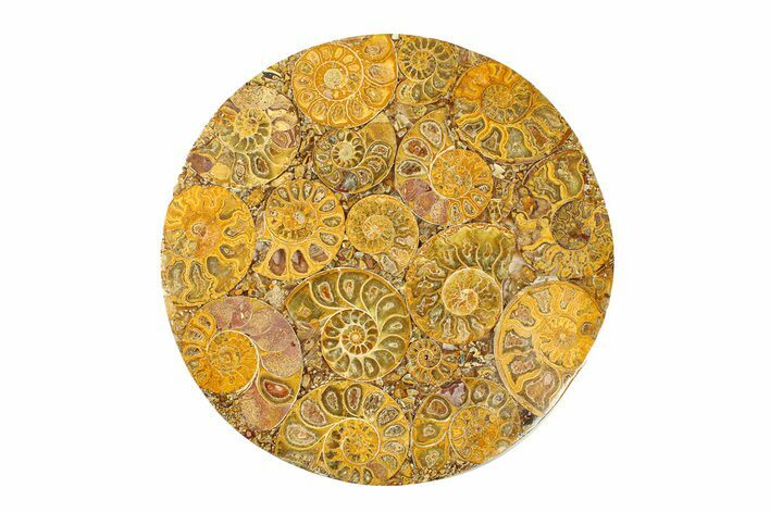 Composite Plate Of Agatized Ammonite Fossils #280987